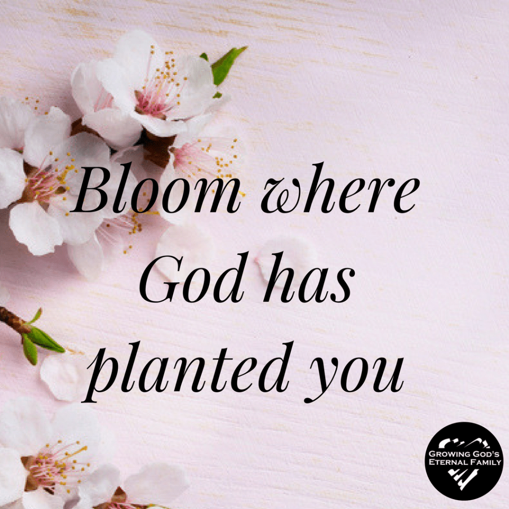 Bloom where God has planted&nbsp;you